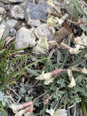 Astragalus calycosus