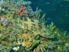 Epinephelus coioides
