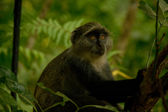 Cercopithecus mitis albogularis
