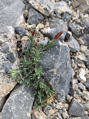 Oenothera lavandulifolia
