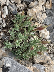 Oenothera lavandulifolia