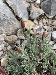 Oenothera lavandulifolia