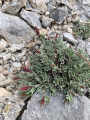Oenothera lavandulifolia