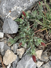 Oenothera lavandulifolia