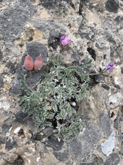 Oxytropis oreophila