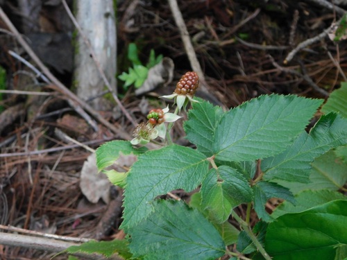 Rubus coriifolius, photograph 6