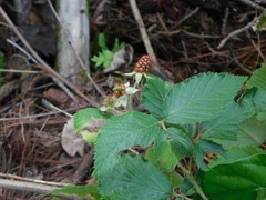 Rubus coriifolius, photograph (c) Neptalí Ramírez Marcial, some rights reserved (CC BY)