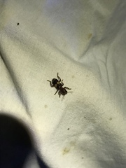 Enoclerus quadrisignatus