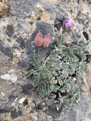 Oxytropis oreophila