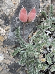 Oxytropis oreophila