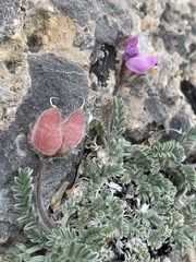Oxytropis oreophila