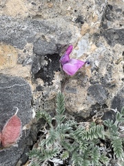 Oxytropis oreophila