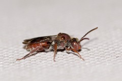 Nomada articulata
