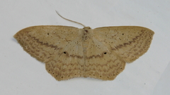 Scopula perlata