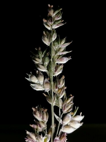 Sorghum bicolor