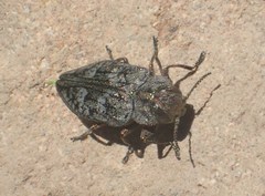 Chrysobothris scabripennis