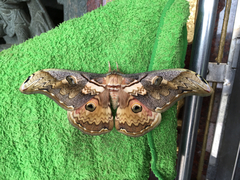 Rinaca thibeta okurai