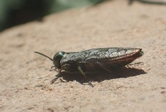 Chrysobothris scabripennis