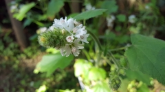 Sidalcea malachroides