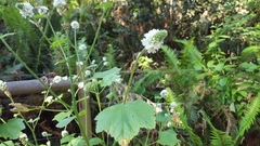 Sidalcea malachroides