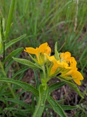 Lithospermum caroliniense