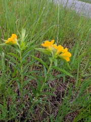 Lithospermum caroliniense
