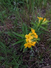 Lithospermum caroliniense