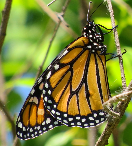 Monarch photographed in South Dakota