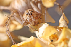 Oxyopes heterophthalmus