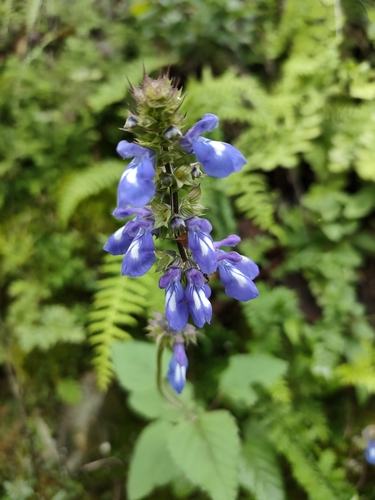 Rasping Sage (Salvia setulosa)