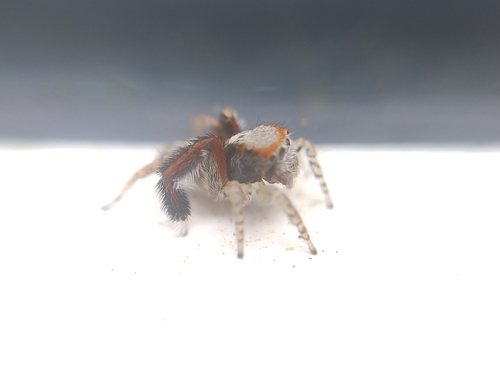 Beardfooted spider, Noord-Brabant, NL, photo 8 of 10