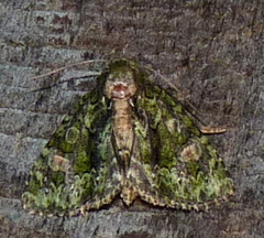 Phosphila miselioides