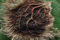 Pterocarpus marsupium