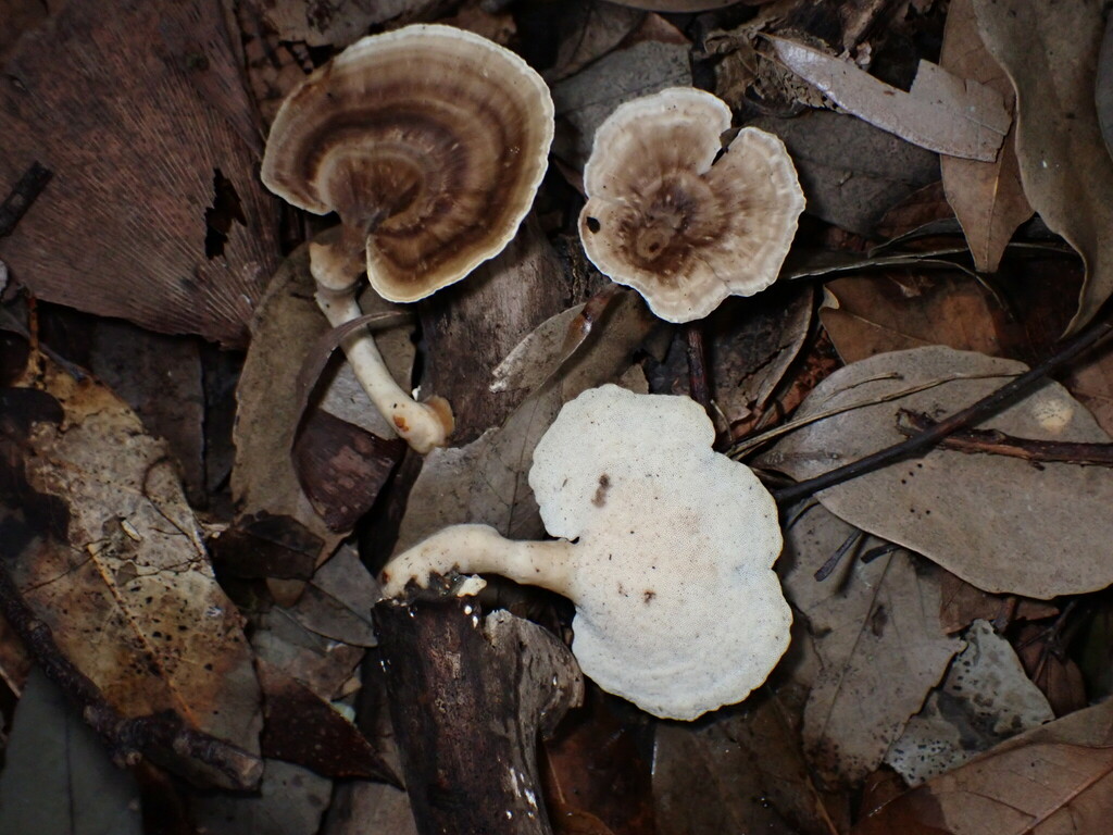 Microporus vernicipes · July 2024 · photo: © sus_scrofa (iNaturalist, cc-by)
