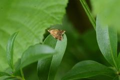 Pseudargyrotoza conwagana