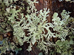 Hypogymnia subphysodes