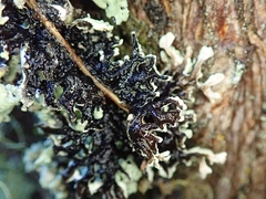 Hypogymnia subphysodes