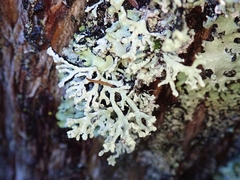 Hypogymnia subphysodes