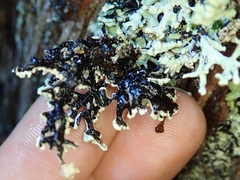 Hypogymnia subphysodes