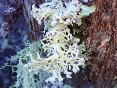 Hypogymnia subphysodes