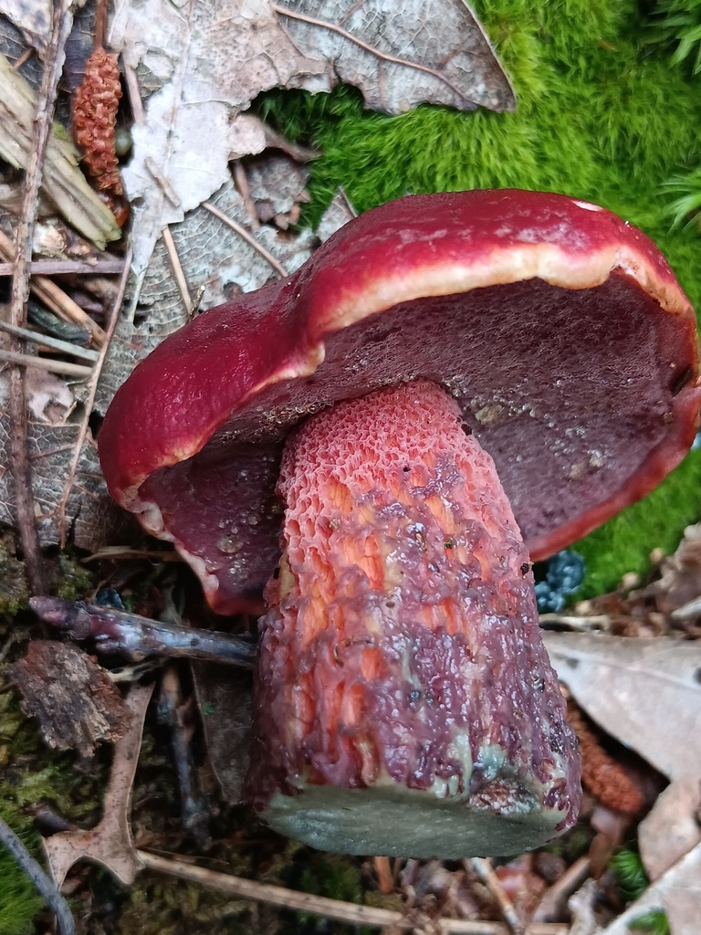 Exsudoporus sp. 'frostii-IN02'