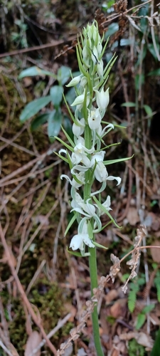 Calanthe calanthoides