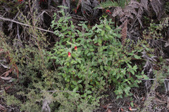 Correa reflexa scabridula