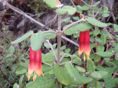 Correa reflexa scabridula