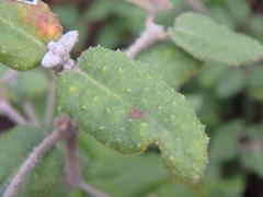 Correa reflexa scabridula