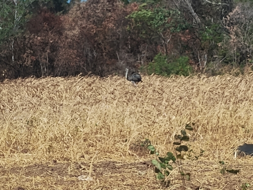 Greater Rhea