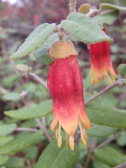 Correa reflexa scabridula