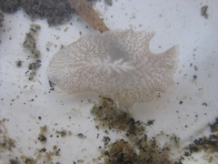 Acotylea