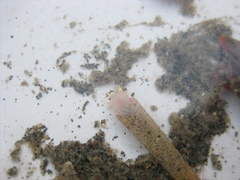 Lagis australis