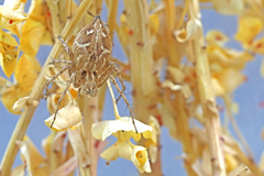 Oxyopes heterophthalmus